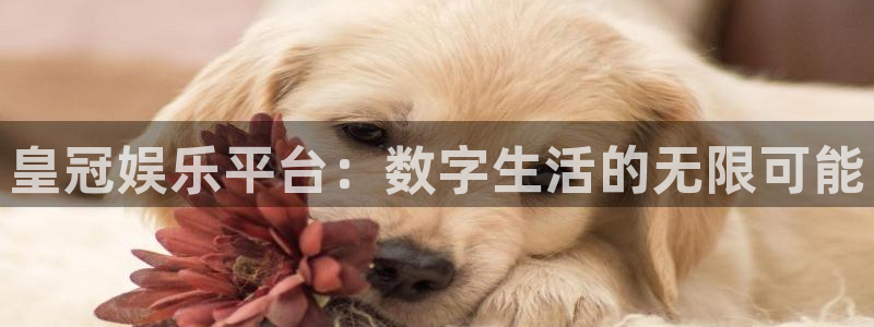 开丰娱乐平台注册入口：皇冠娱乐平台：数字生活的无限可能